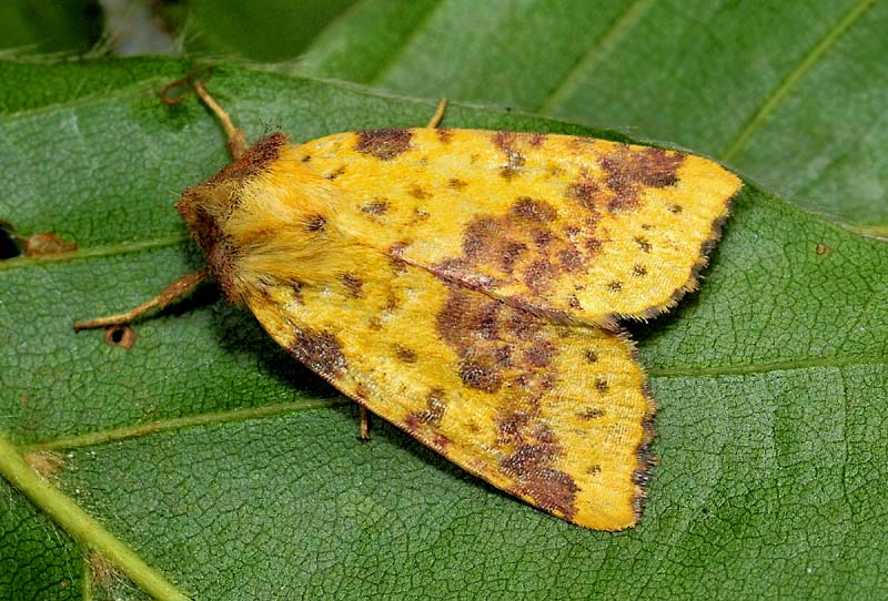 Noctudae  dalle tinte calde e luminose